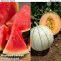 Melon Duo