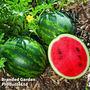 Watermelon 'Mini Love'