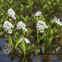 Menyanthes trifoliata (Marginal Aquatic)