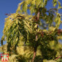 Metasequoia glyptostroboides 'Gold Rush'
