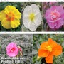Helianthemum Collection