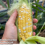 Sweetcorn 'Pot Of Gold'