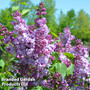 Syringa 'Michael Buckner'