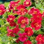 Mimulus 'Bonfire Red' (Marginal Aquatic)