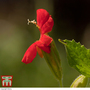 Mimulus 'Cardinalis' - Seeds