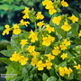 Mimulus luteus (Marginal Aquatic)