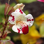 Mimulus x hybridus 'Monkey Magic' F1 Hybrid - Seeds
