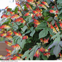 Mina lobata - Seeds