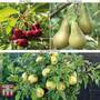 Fruit Tree Trio (Mini Fruit Tree)