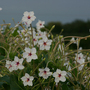 Mirabilis longiflora 'Angels Trumpets' - Seeds