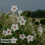 Mirabilis longiflora 'Angels Trumpets' - Seeds