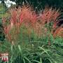 Miscanthus 'Purpurascens'