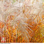 Miscanthus 'Indian Summer'