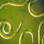 Biological Control - Nemasys Caterpillar & Codling Moth Killer