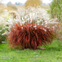 Miscanthus 'Lady in Red'