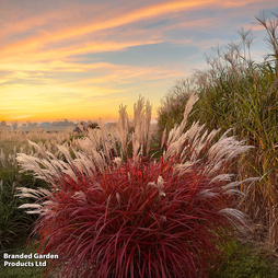 Miscanthus 'Lady in Red'