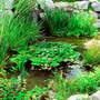 Oxygen Plant Bare Root Mix