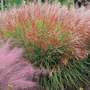 Miscanthus 'Purpurascens'