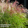 Miscanthus 'Red Cloud'