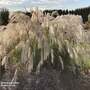 Miscanthus sinensis 'Silver Charm'
