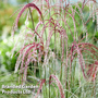 Miscanthus 'Silver Cloud'