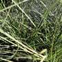 Miscanthus sinensis 'Morning Light'