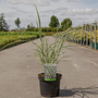 Miscanthus sinensis 'Variegatus'