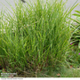 Miscanthus sinensis 'Zebrinus'