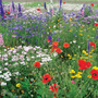 Flower Garden 'Annual and Perennial Mix' - Seeds