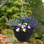 Blue Tones Preplanted Hanging Basket