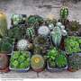 Cactus & Sempervivum Mixed Collection