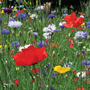 Wild Flower Cornfield Annuals Mixed - Seeds