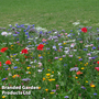 Wild Flower Cornfield Annuals Mixed - Seeds