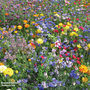 Easy Annuals - Seeds