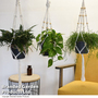 House Plants Hanging Mixed