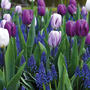 Tulip and Muscari 'Purple Rain Mix'