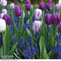 Tulip and Muscari 'Purple Rain Mix'