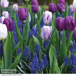 Tulip and Muscari 'Purple Rain Mix'