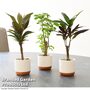 Houseplant Tropical Mix