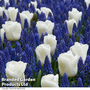 Tulip 'White' and Muscari 'Blue' Mix