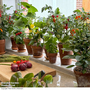 Nurseryman's Choice Vegetables for Small Spaces