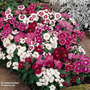Dianthus 'Festival Mixed'
