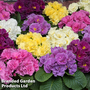 Primrose 'Pom Pom Mixed'