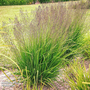 Molinia caerulea 'Banshee'
