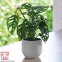Monstera 'Monkey Leaf'