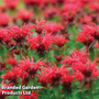 Monarda 'Cambridge Scarlet'