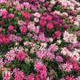 Monarda Censation™ 'Confetti'