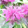 Monarda didyma 'Balmy Purple'