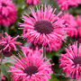 Monarda 'Elegant Rose'