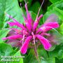 Monarda 'Mohawk'